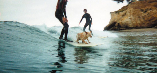 Surf Dog in Santa Barbara